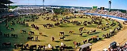 View of the 2001 Sydney Royal Easter Show Grand Parade, showing the Main Arena prior to redevelopment